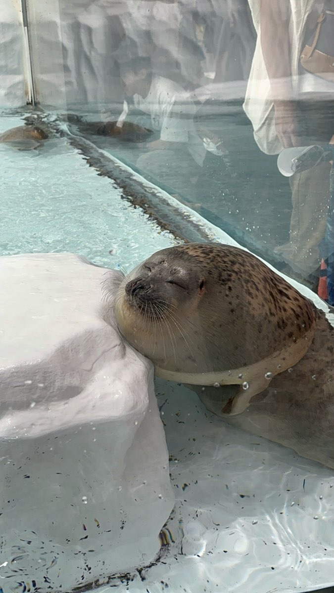 海遊館 | 去趣 chicTrip
