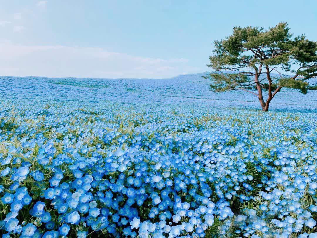 國營常陸海濱公園 | 去趣 chicTrip