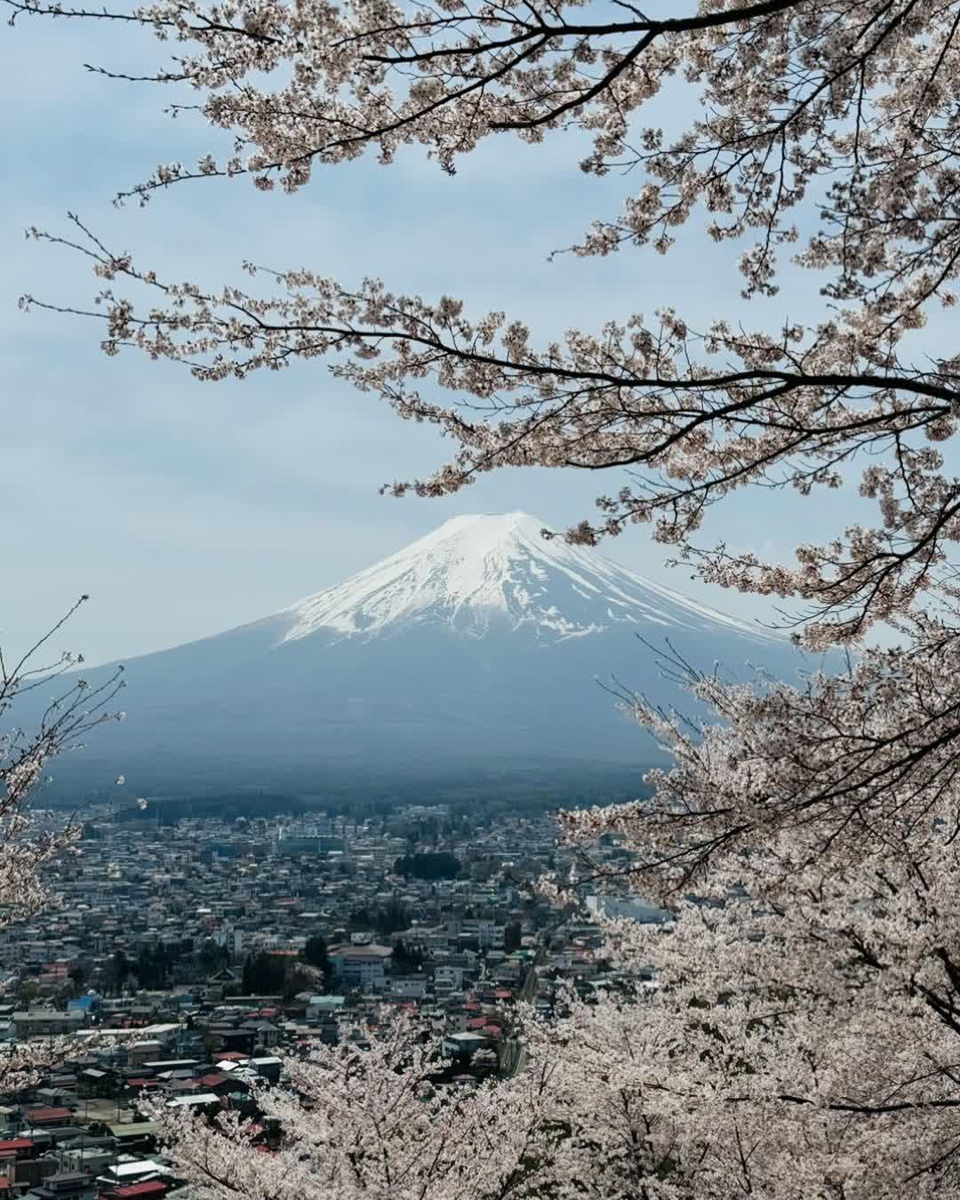 新倉山淺間公園 | 去趣 chicTrip