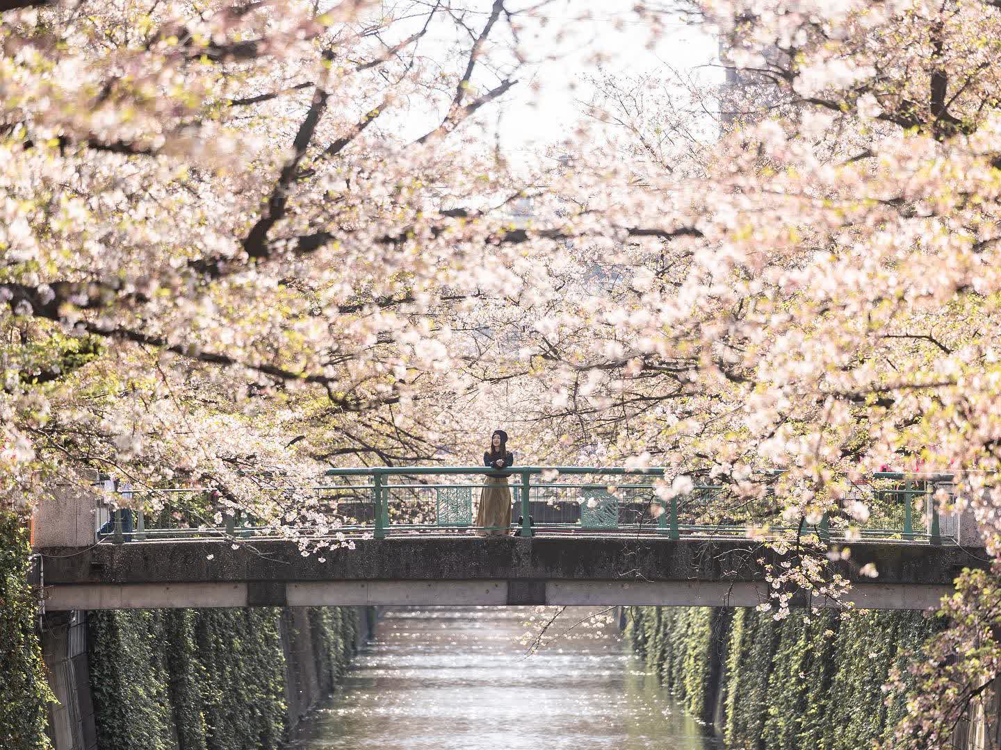 目黑川櫻花樹 | 去趣 chicTrip