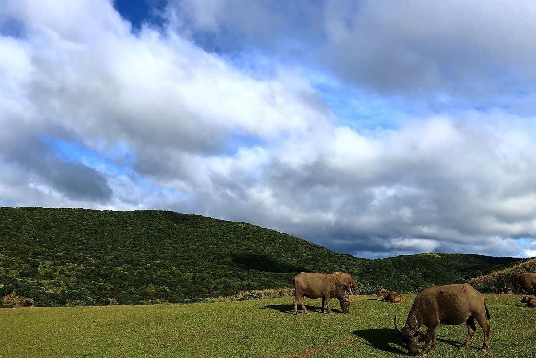 擎天崗 | 去趣 chicTrip