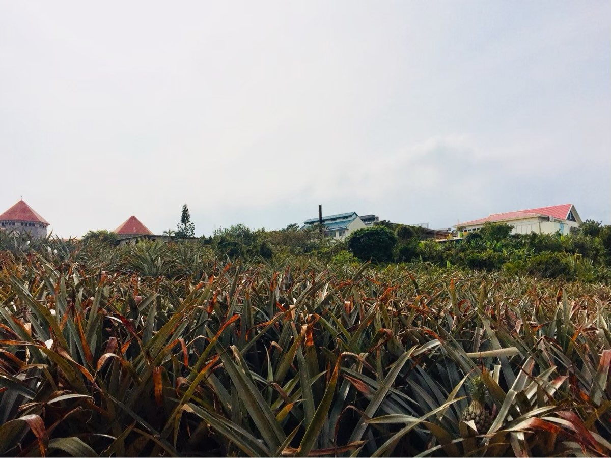 Nago Pineapple Park | 去趣 chicTrip