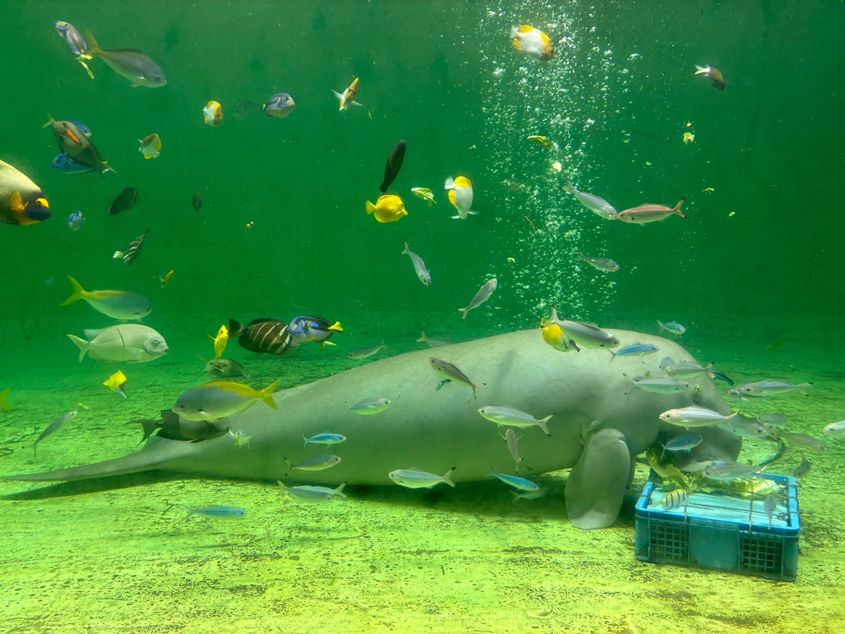 鳥羽水族館 | 去趣 chicTrip