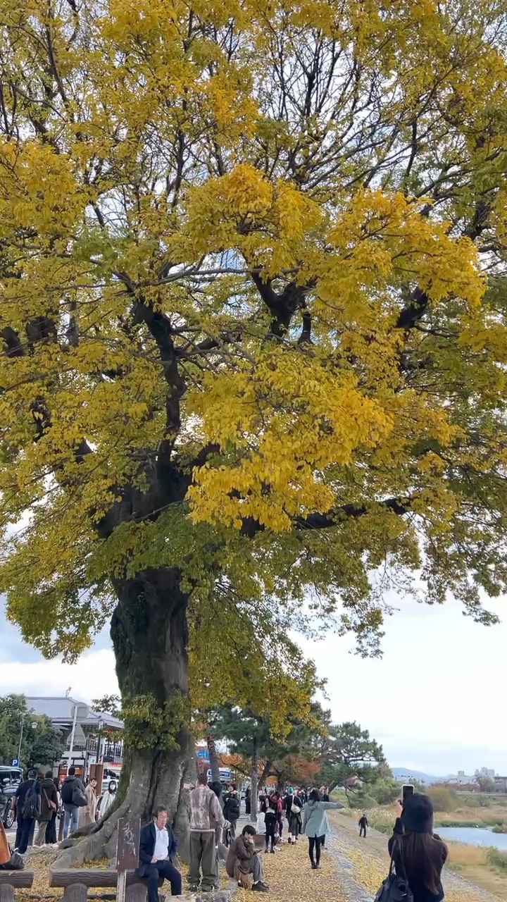 渡月橋 | 去趣 chicTrip