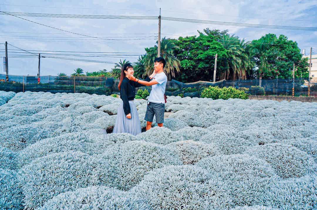 彰化田尾波波草 | 去趣 chicTrip