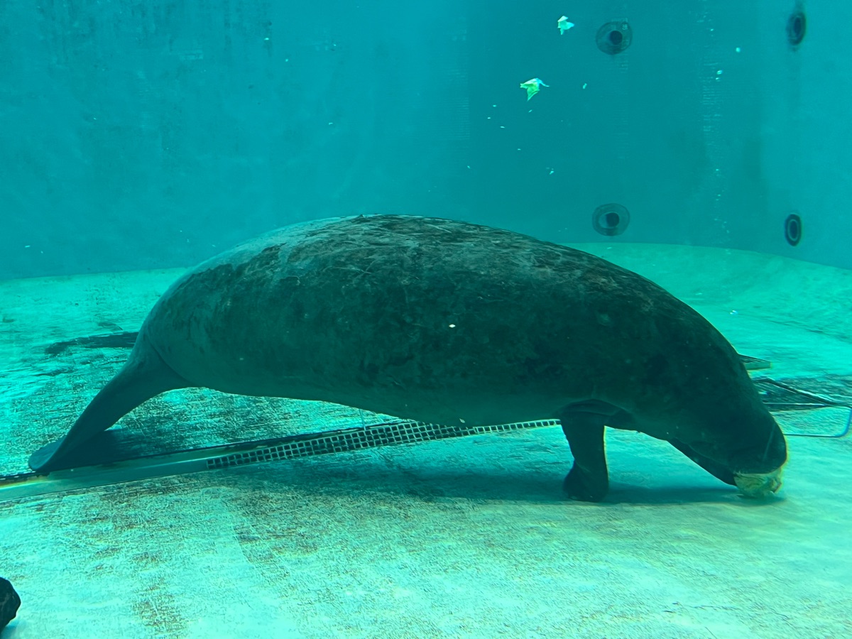 沖繩美麗海水族館 | 去趣 chicTrip