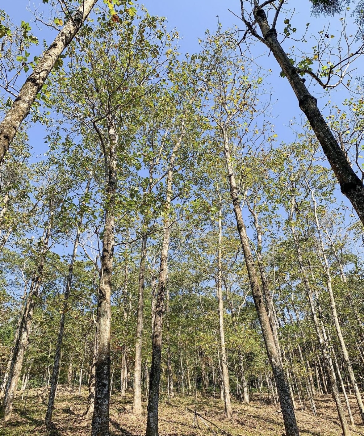 東勢林場遊樂區 | 去趣 chicTrip