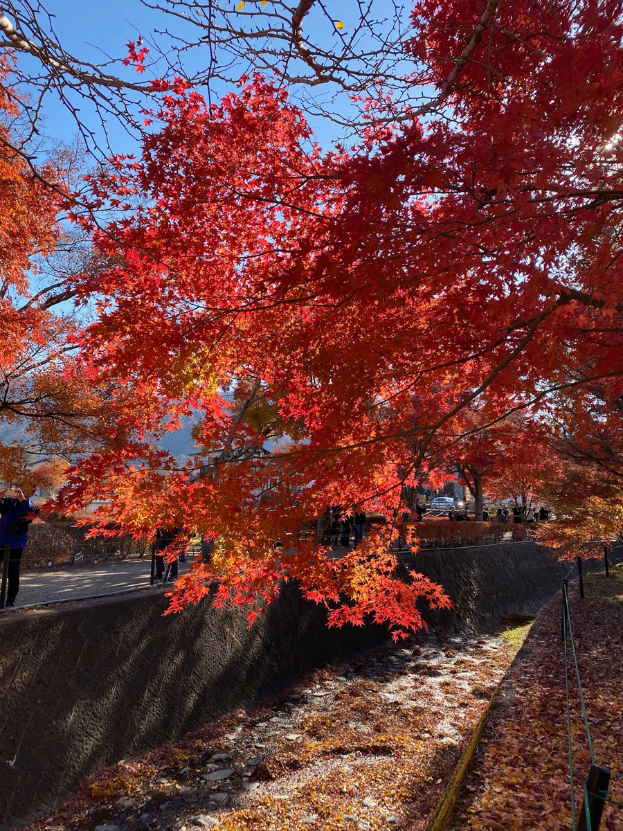 河口湖楓葉迴廊 | 去趣 chicTrip