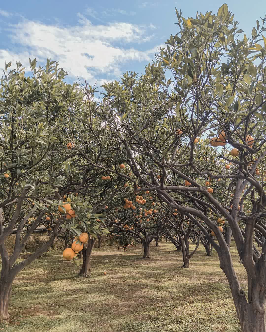 橙香森林 | 去趣 chicTrip