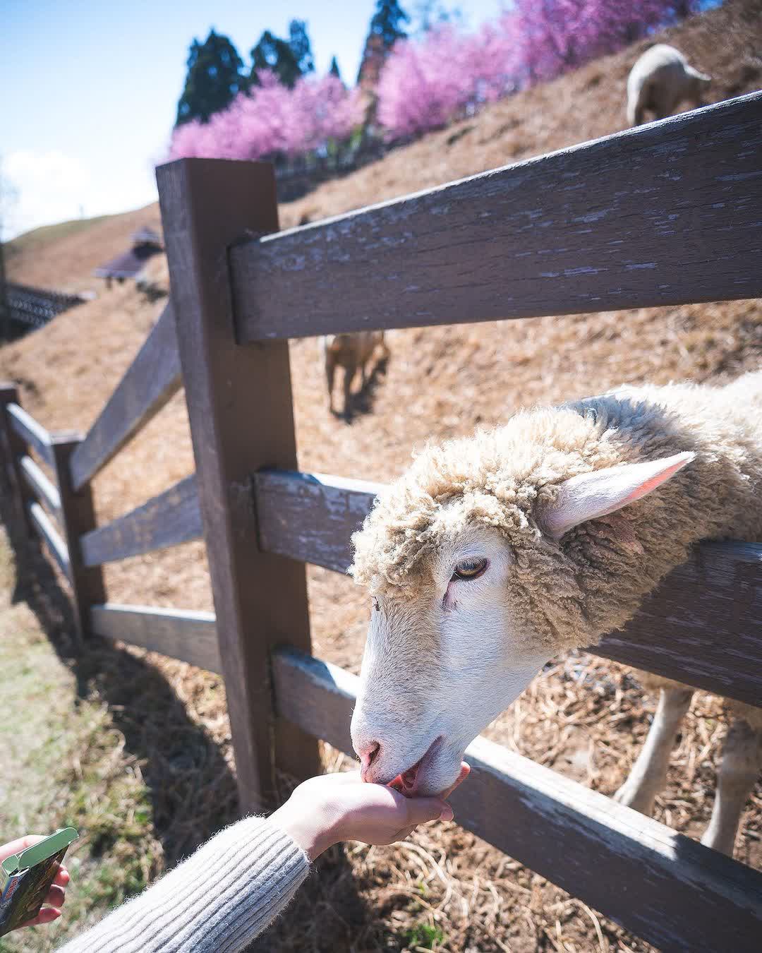 清境農場青青草原 | 去趣 chicTrip