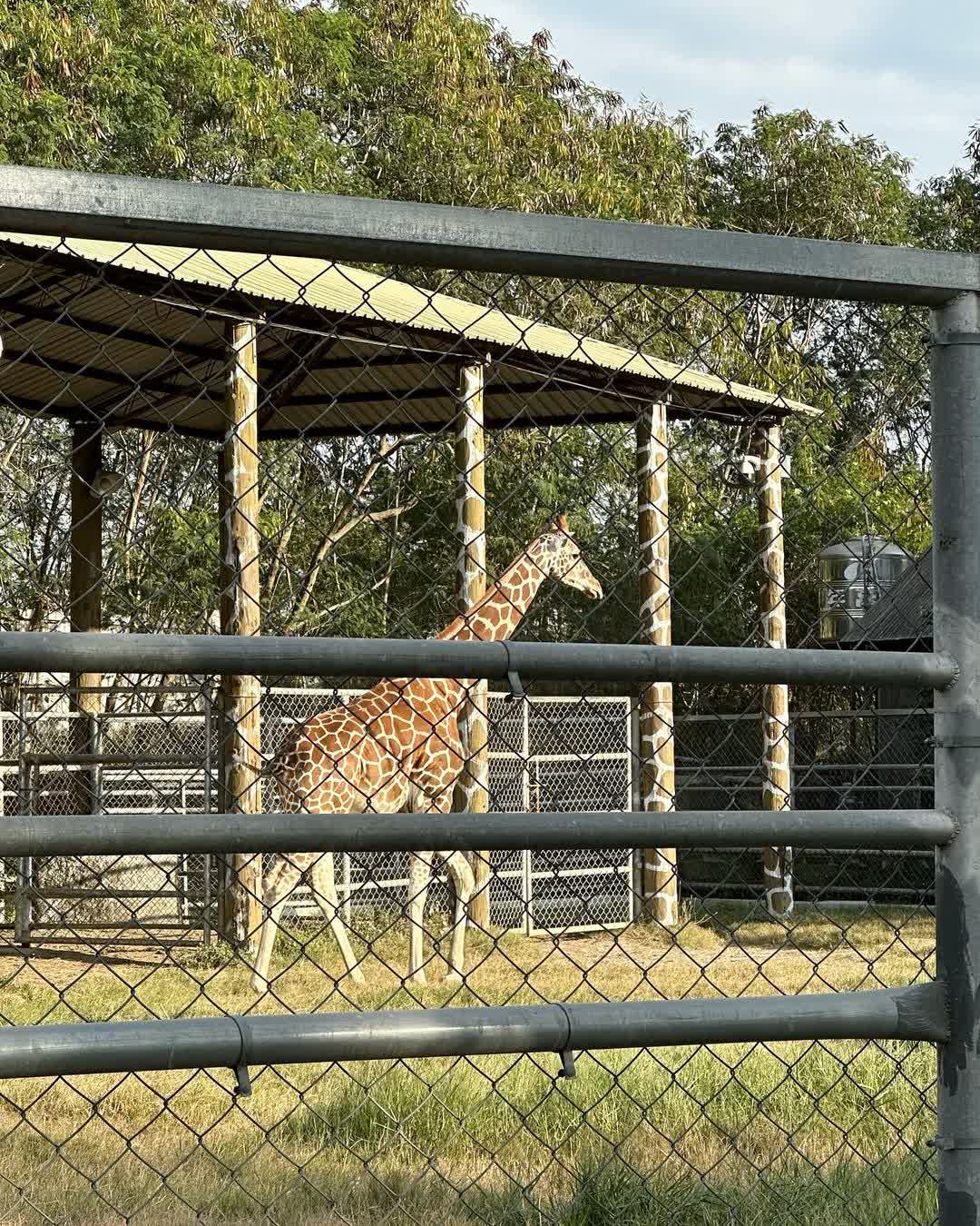頑皮世界野生動物園 | 去趣 chicTrip