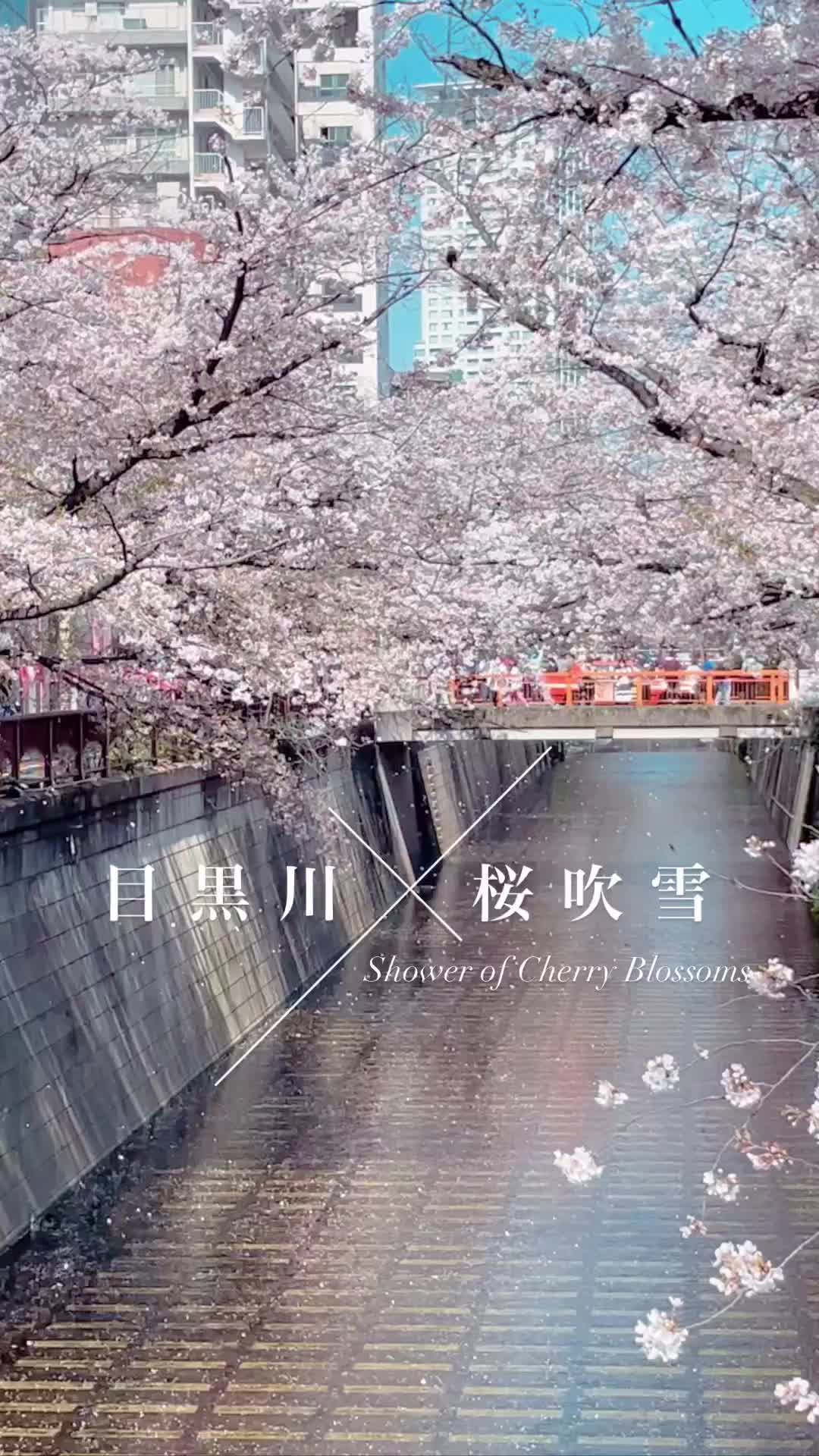 目黑川櫻花樹 | 去趣 chicTrip