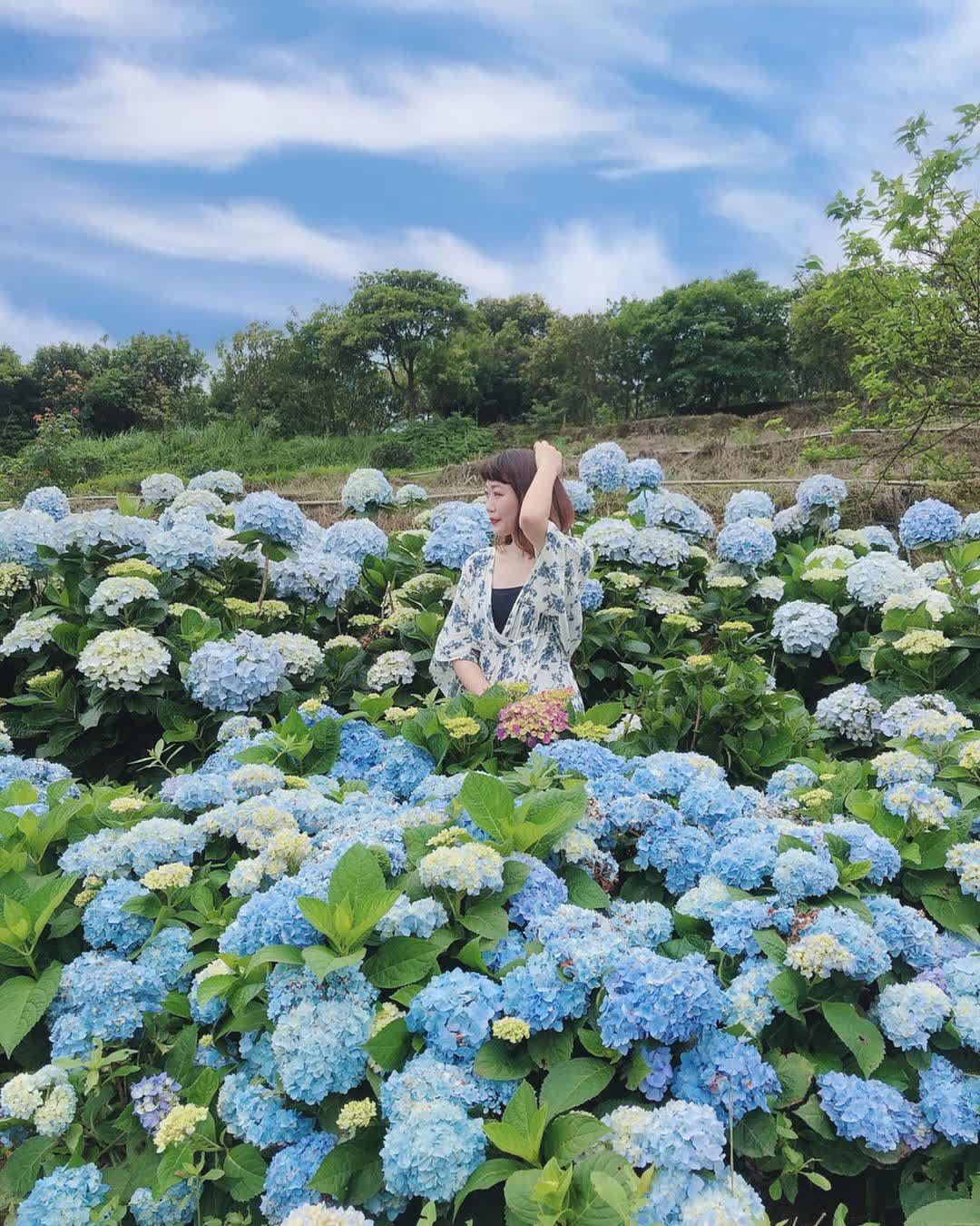 高家繡球花田-萬里第三園區2025年預計4月底開始至7月底 | 去趣 chicTrip