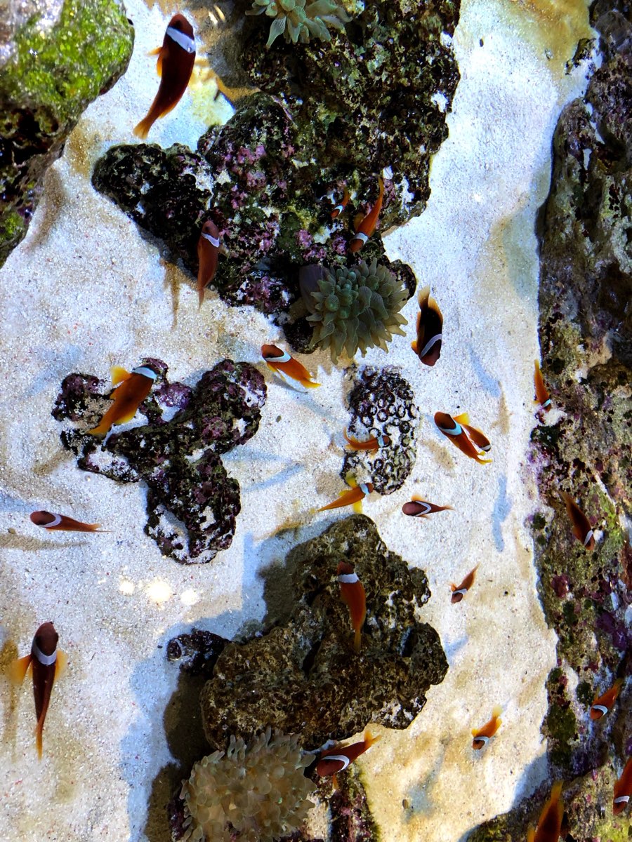 墨田水族館 | 去趣 chicTrip