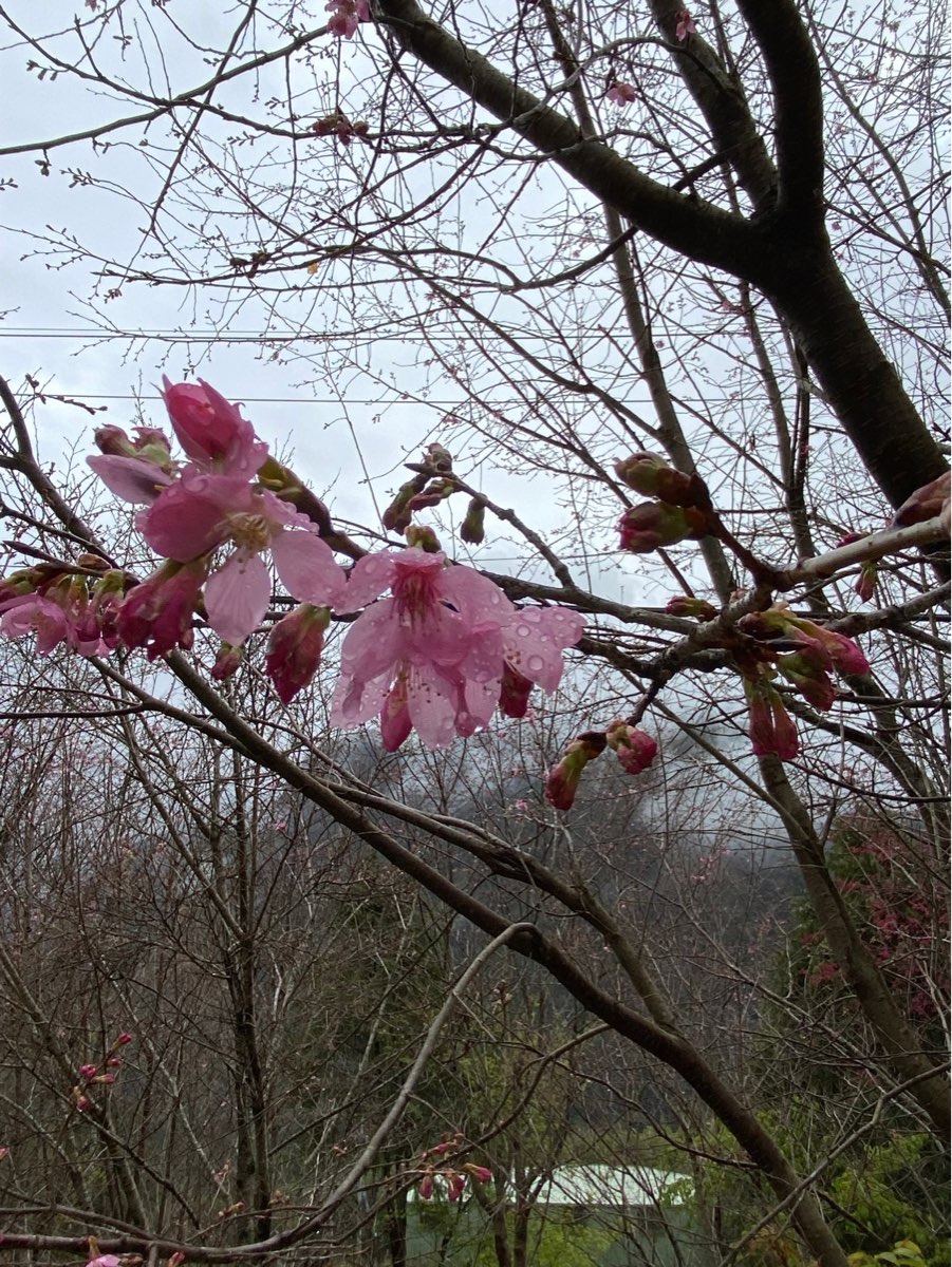 司馬庫斯 | 去趣 chicTrip