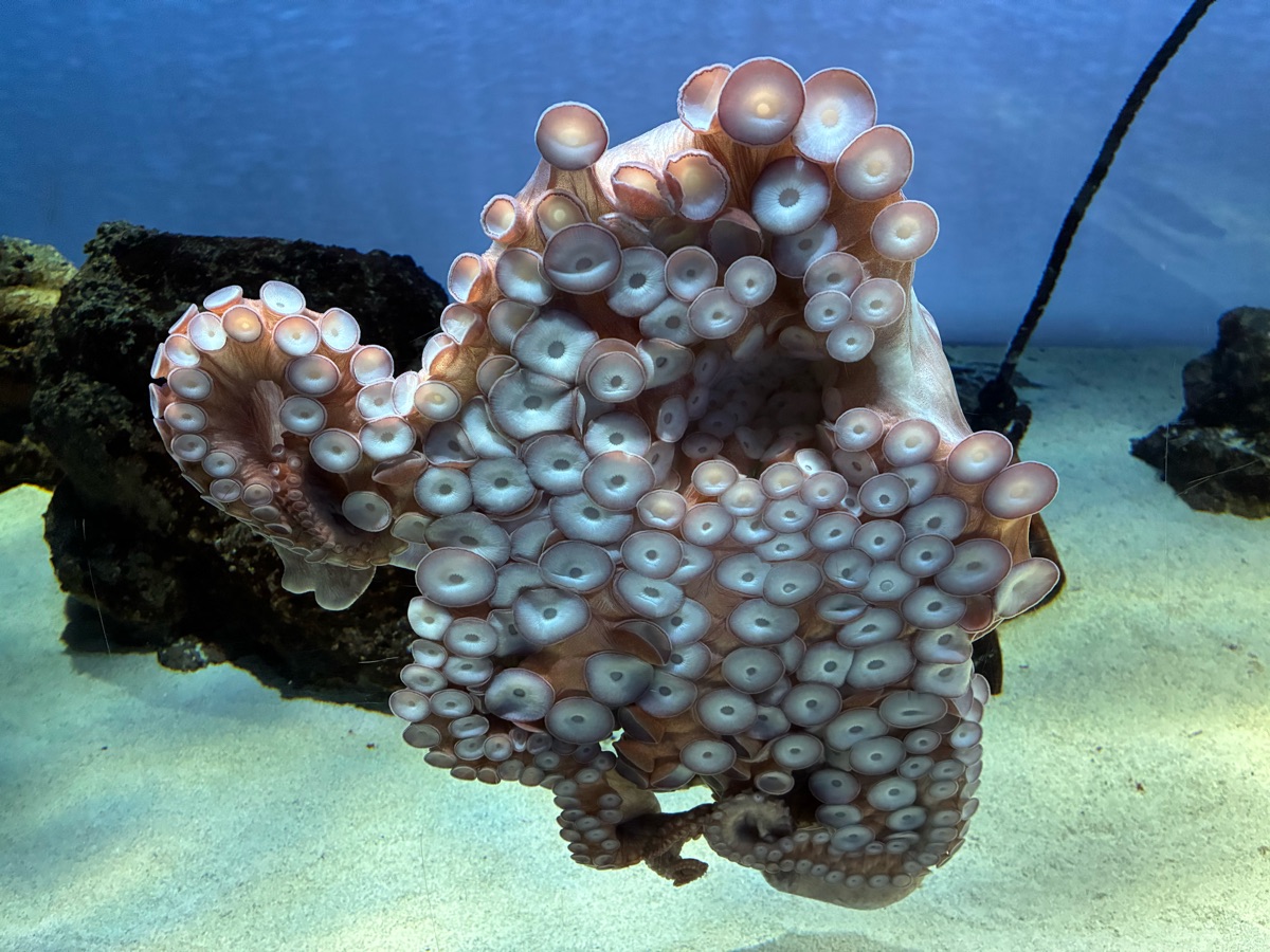 鳥羽水族館 | 去趣 chicTrip