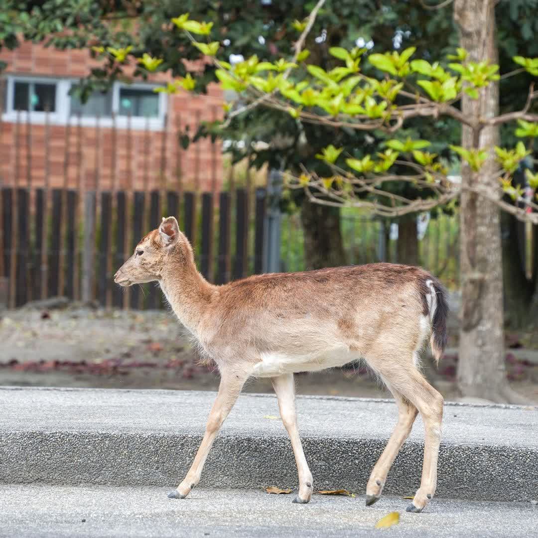 鹿野梅花鹿公園 | 去趣 chicTrip