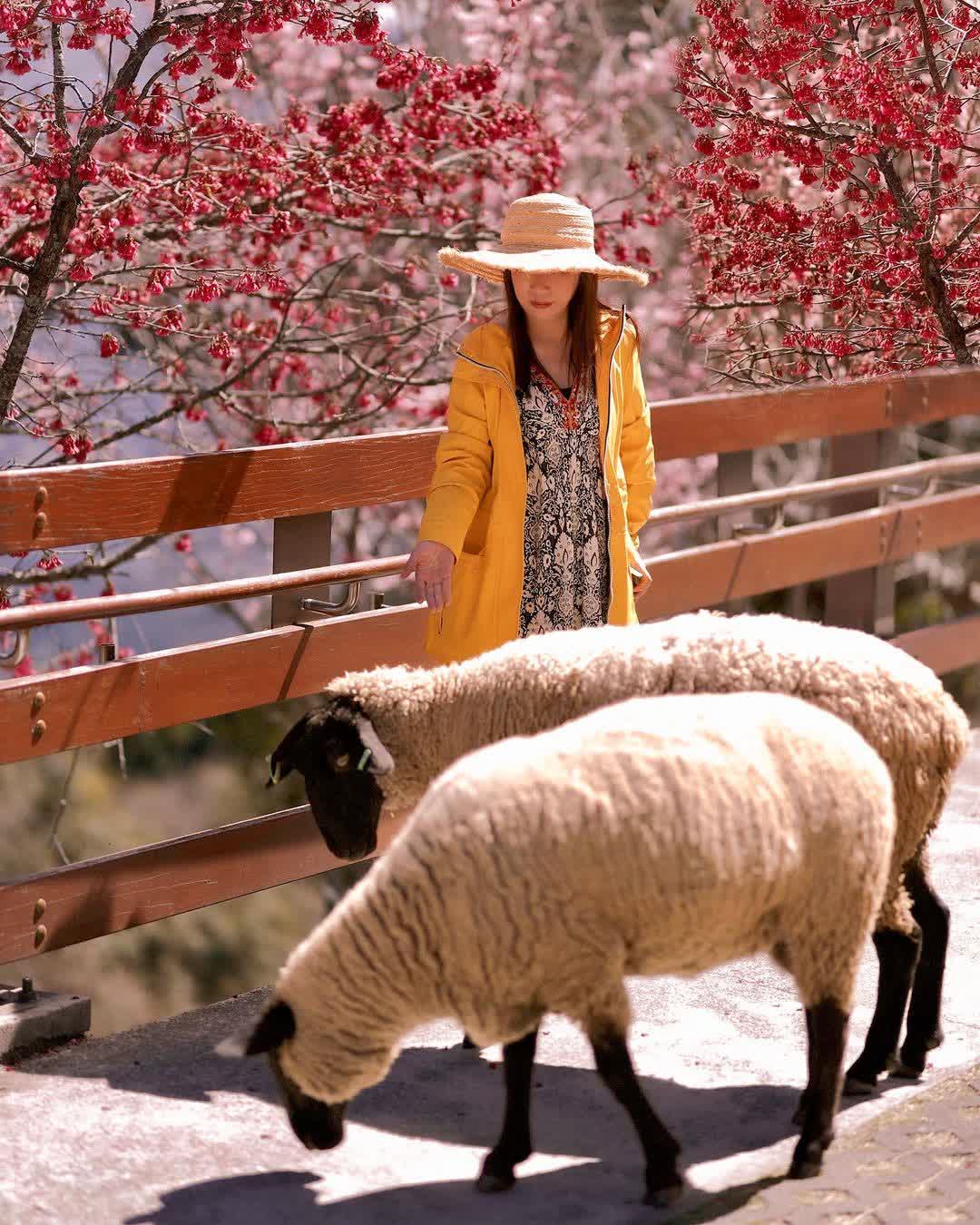 清境農場綿羊秀 | 去趣 chicTrip