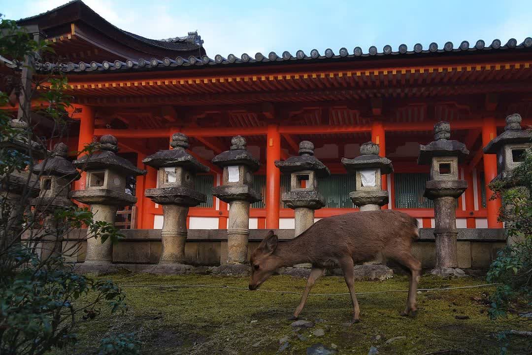 春日大社 | 去趣 chicTrip