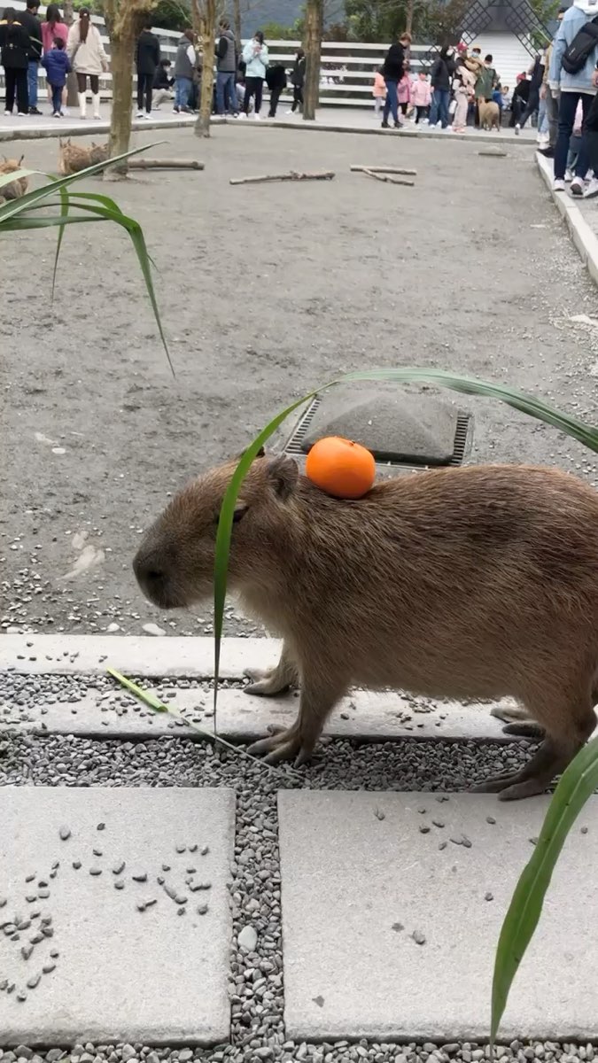 張美阿嬤農場（月森甯手作工坊） | 去趣 chicTrip