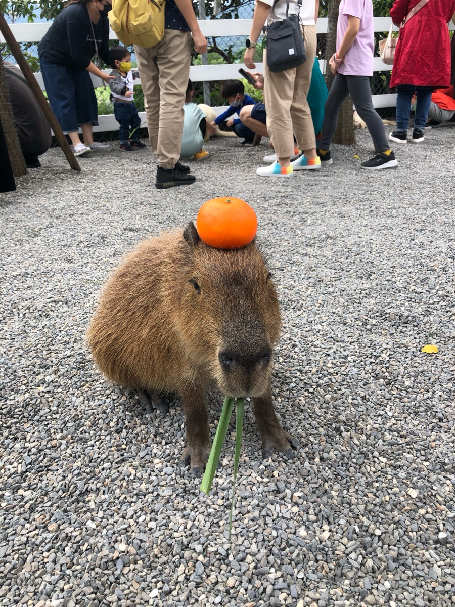 張美阿嬤農場（月森甯手作工坊） | 去趣 chicTrip