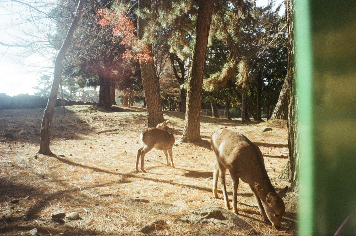奈良公園 | 去趣 chicTrip