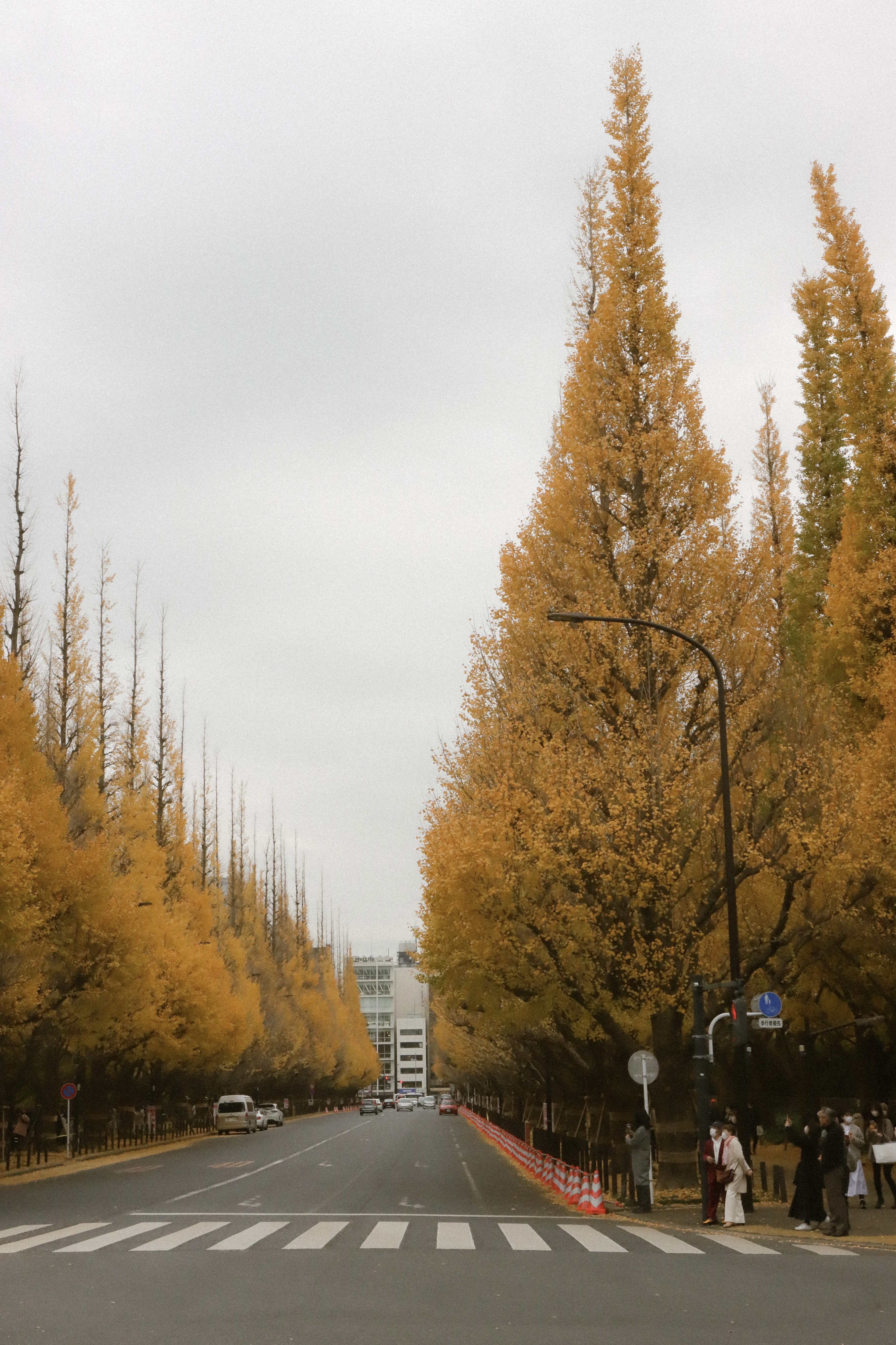 明治神宮外苑 | 去趣 chicTrip