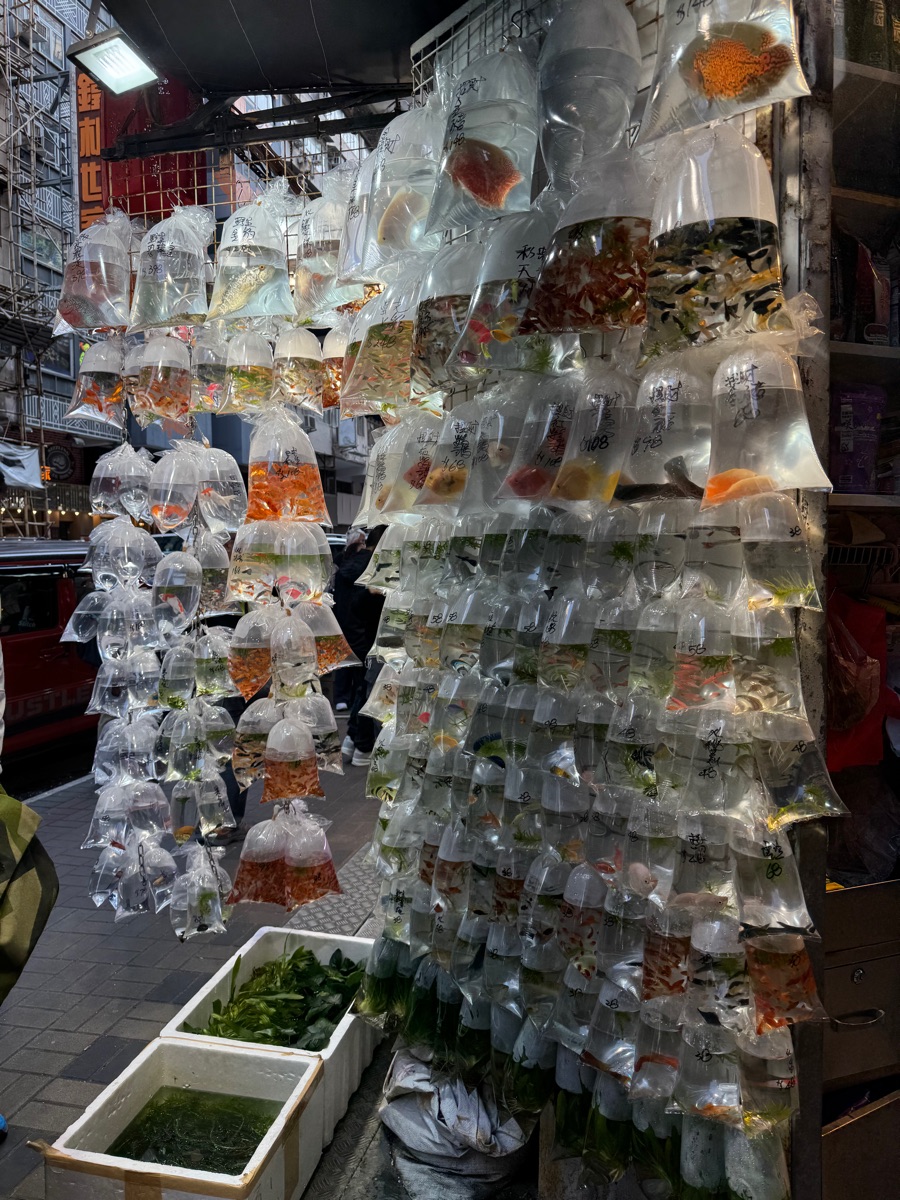 金魚街 | 去趣 chicTrip