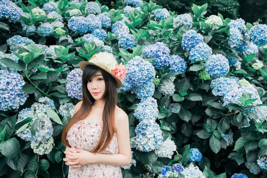 高家繡球花田-萬里第三園區2025年預計4月底開始至7月底 | 去趣 chicTrip