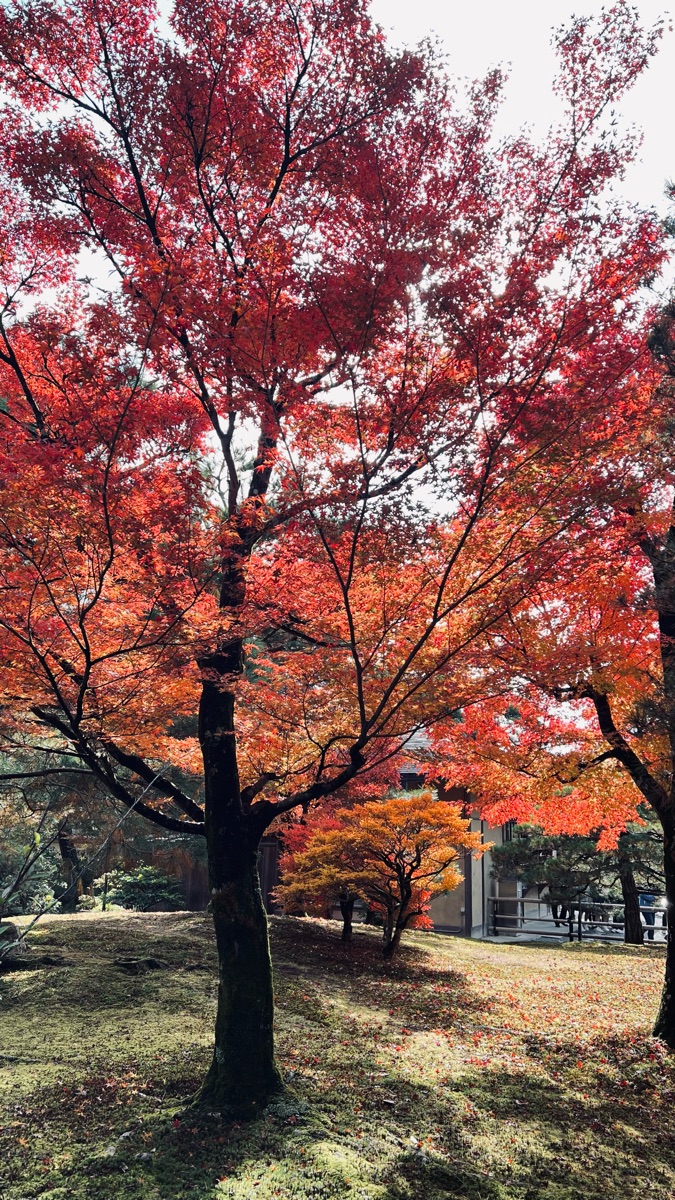 Kinkaku-ji | 去趣 chicTrip