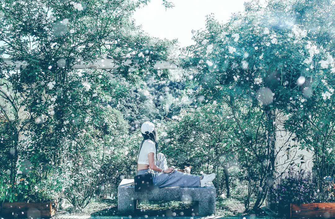 雅聞七里香玫瑰森林 | 去趣 chicTrip