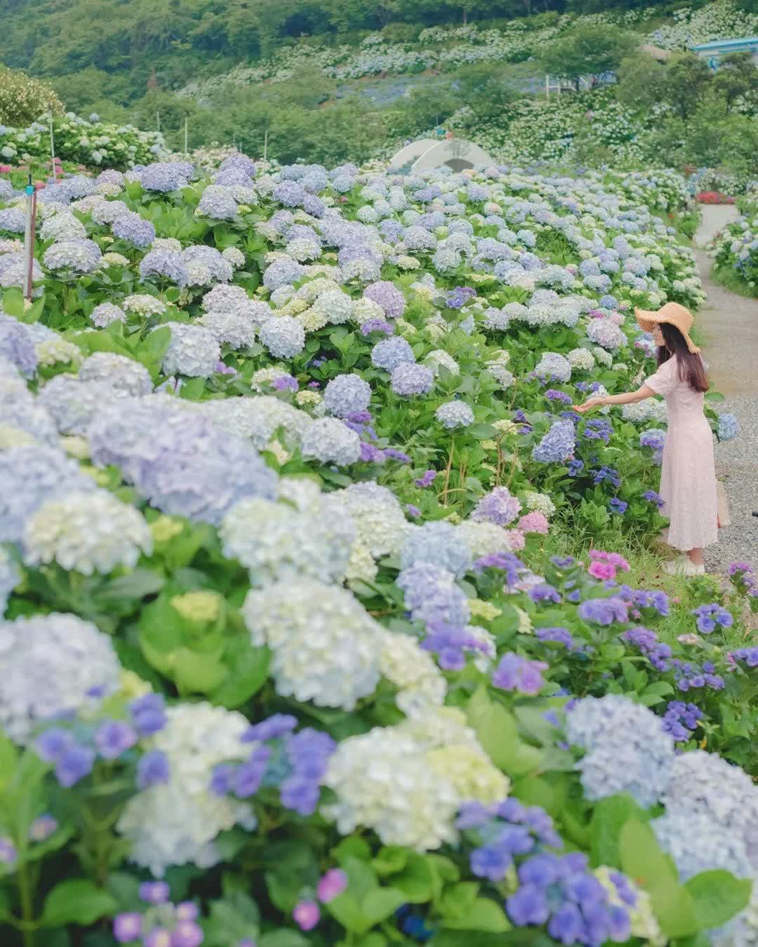 高家繡球花田-萬里第三園區2025年預計4月底開始至7月底 | 去趣 chicTrip