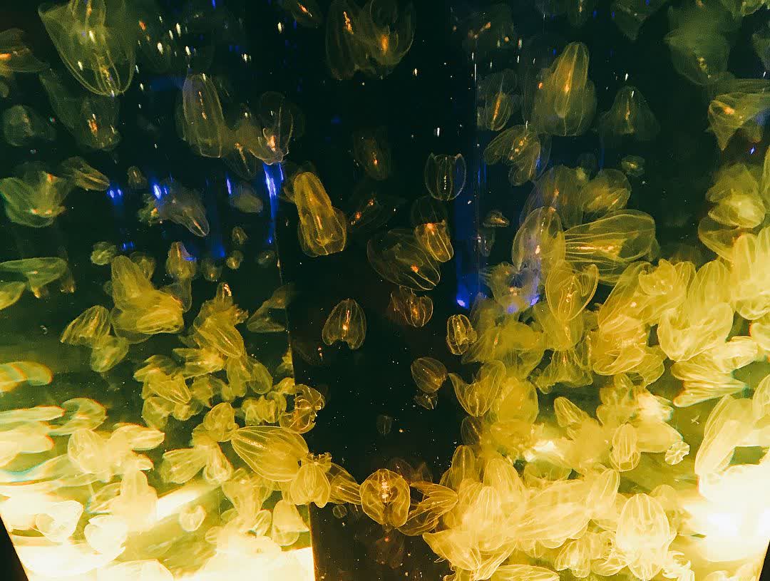 室內水族館 Maxell Aqua Park | 去趣 chicTrip