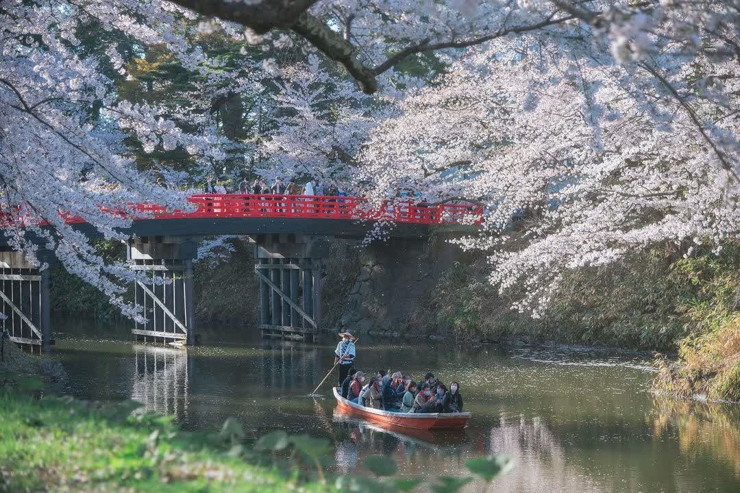 弘前公園 | 去趣 chicTrip