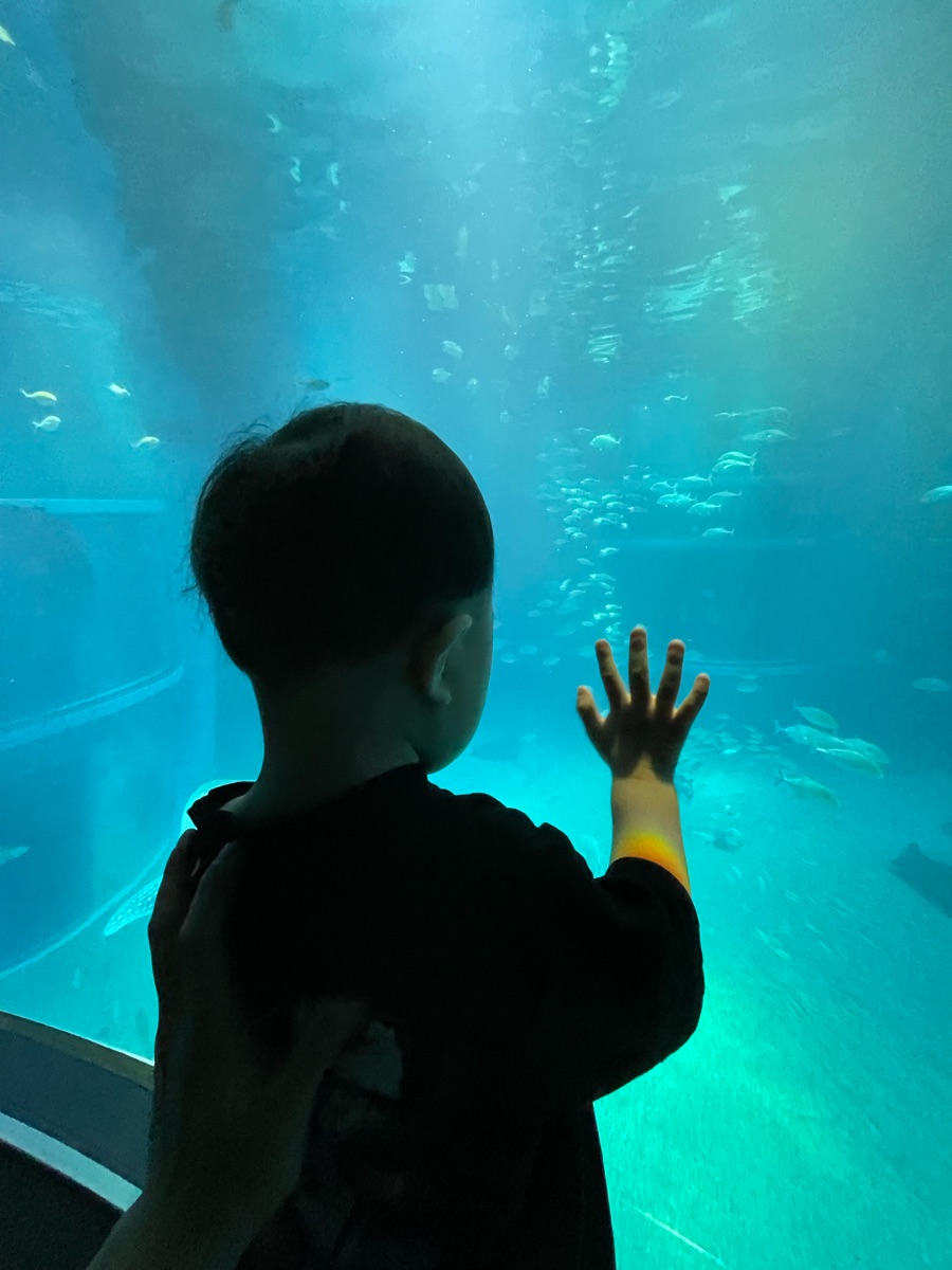 海遊館 | 去趣 chicTrip