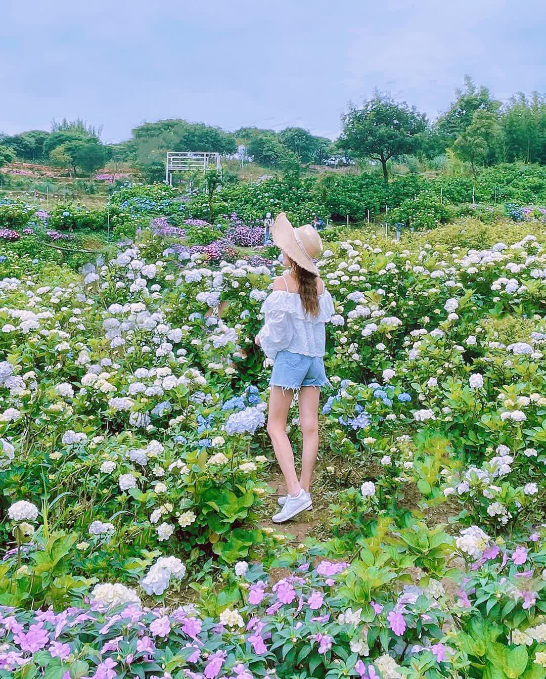 高家繡球花田-萬里第三園區2025年預計4月底開始至7月底 | 去趣 chicTrip