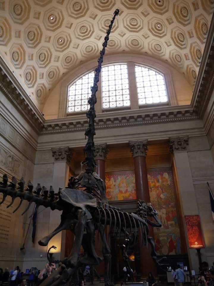 美國自然史博物館 | 去趣 chicTrip