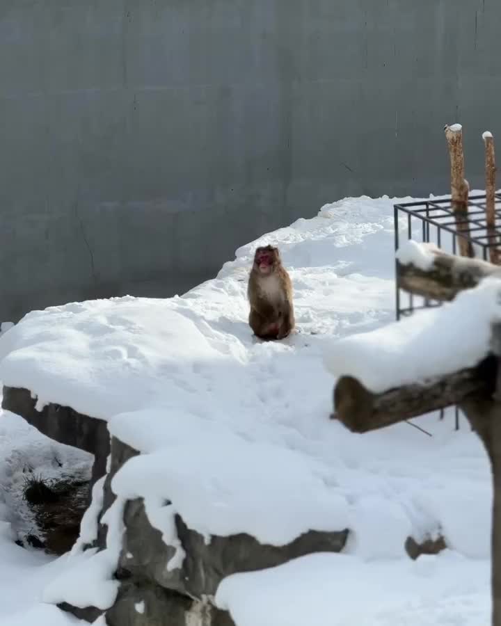 札幌市円山動物園 | 去趣 chicTrip