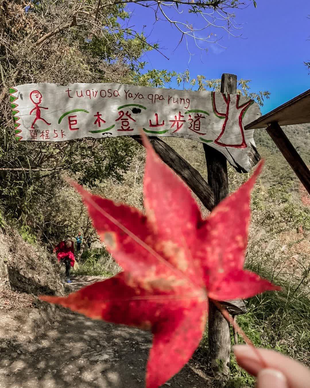 司馬庫斯巨木群步道 | 去趣 chicTrip