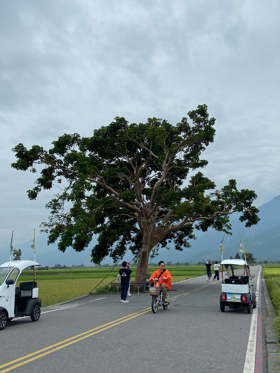 奉茶樹 金城武樹 | 去趣 chicTrip
