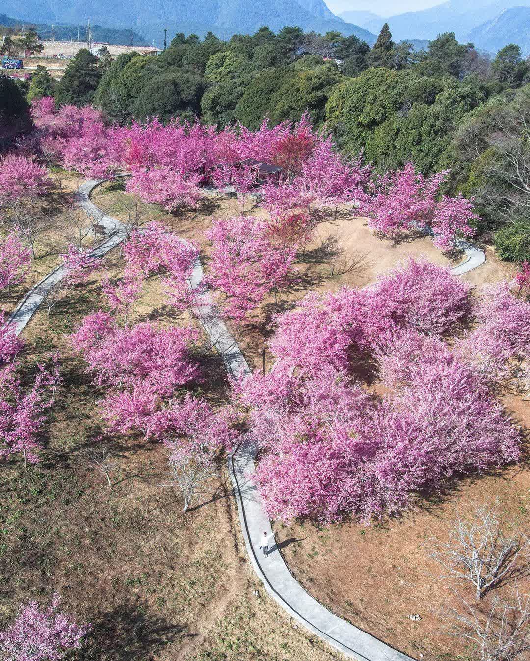 福壽山農場|千櫻園 | 去趣 chicTrip