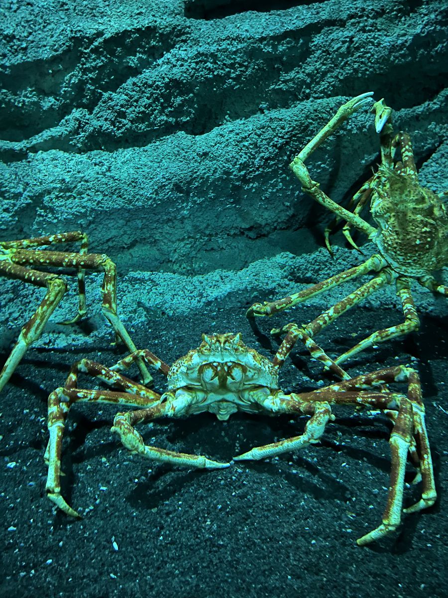 Xpark 水族館 | 去趣 chicTrip