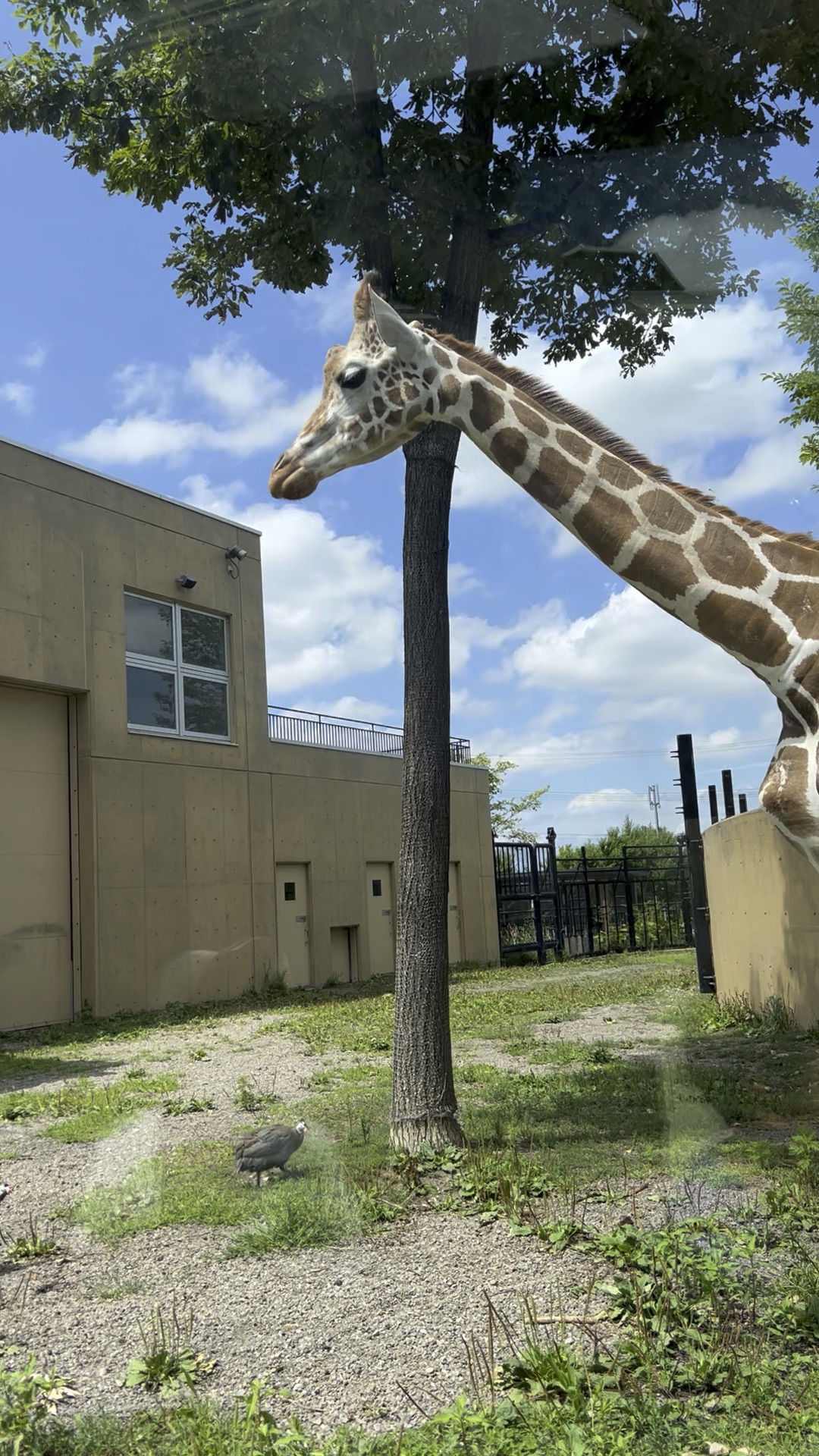 旭山動物園 | 去趣 chicTrip