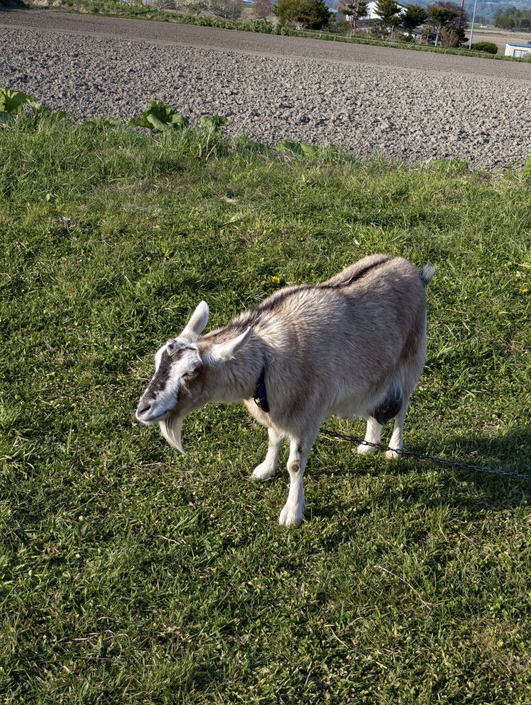 Lake Hill Farm | 去趣 chicTrip