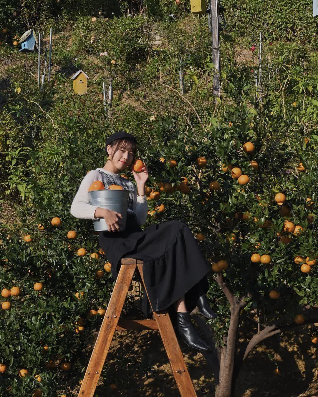 橙香森林 | 去趣 chicTrip