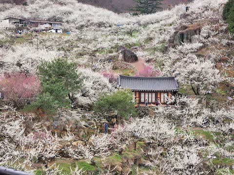 光陽梅花節 | 去趣 chicTrip