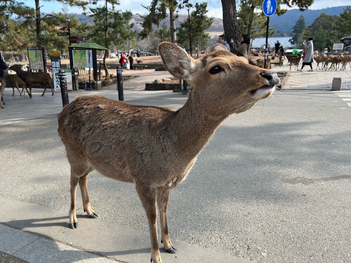 Tōdai-ji 東大寺 | 去趣 chicTrip