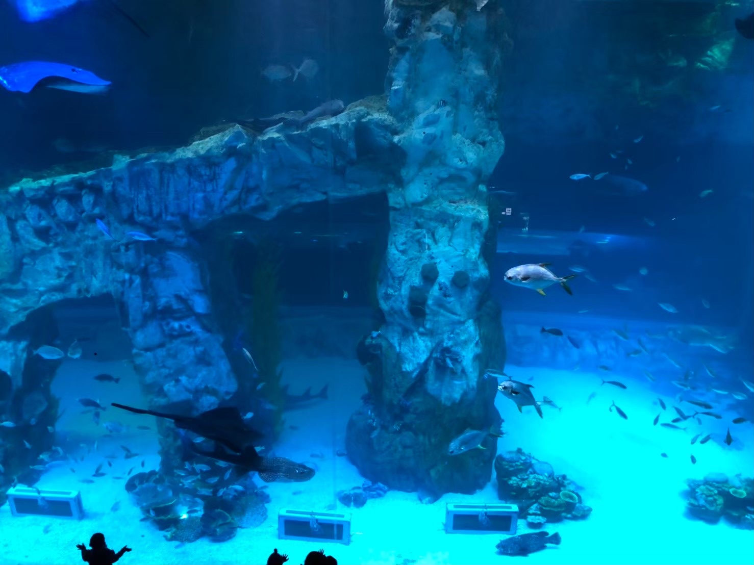 SEA LIFE COEX, Seoul Aquarium | 去趣 chicTrip