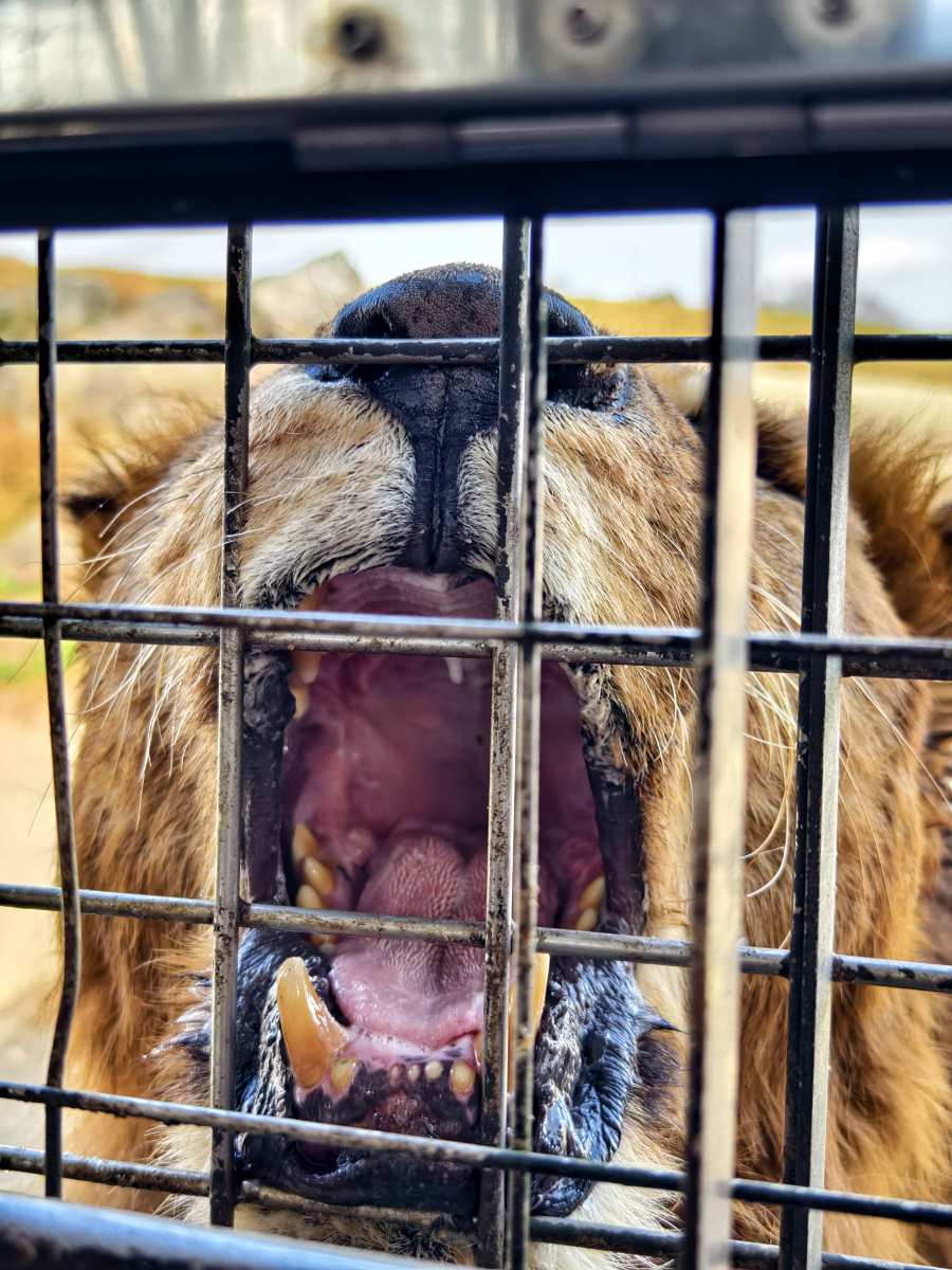 九州自然動物園 | 去趣 chicTrip