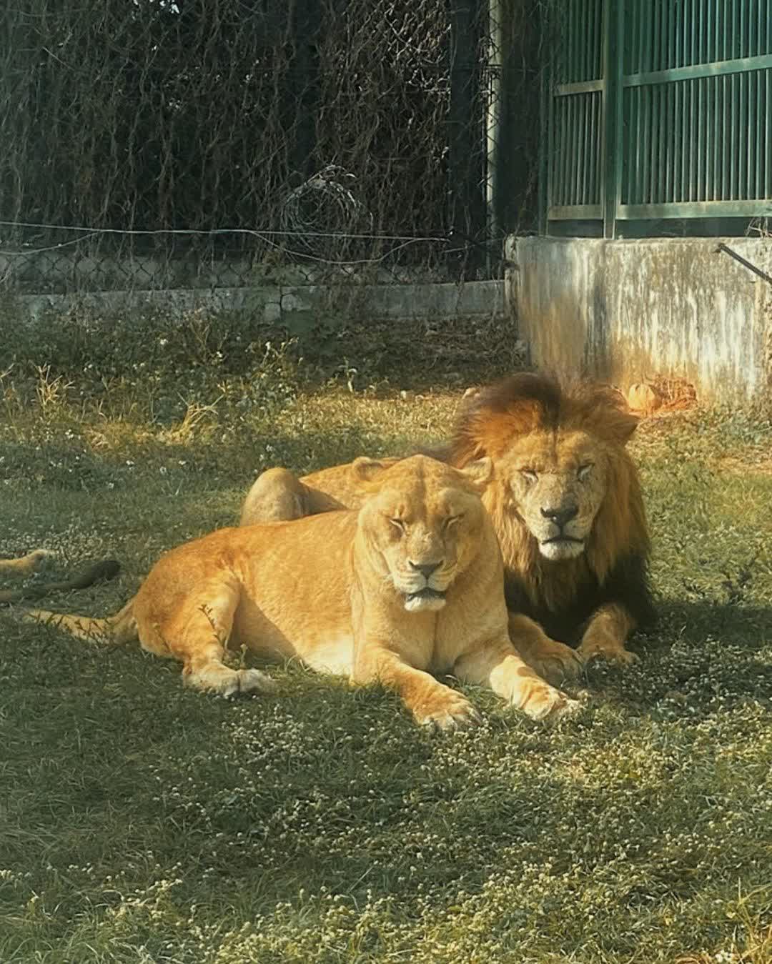 六福村主題遊樂園 | 去趣 chicTrip